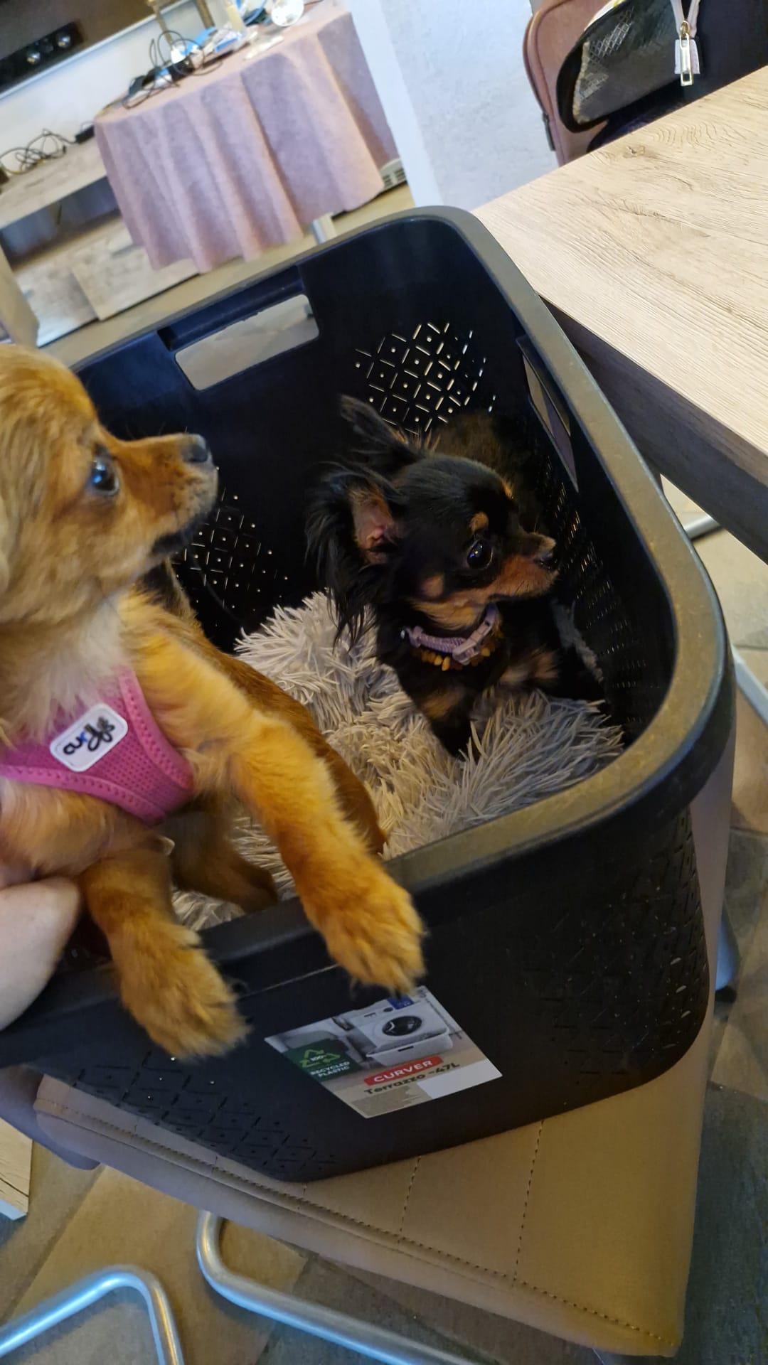 Zwei kleine Hunde fühlen sich im Apartment wohl