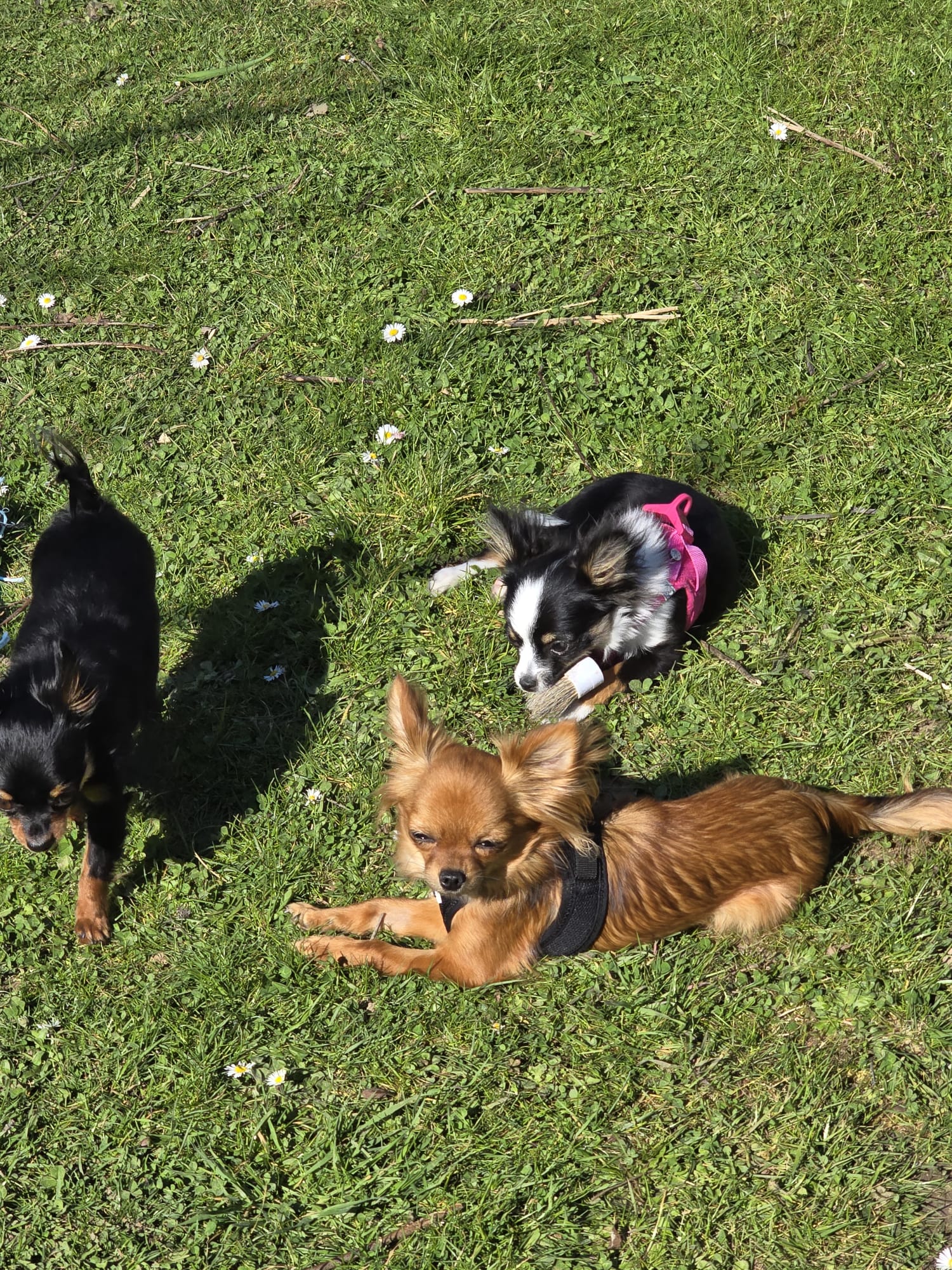 Drei Hunde entspannen gemeinsam im Garten