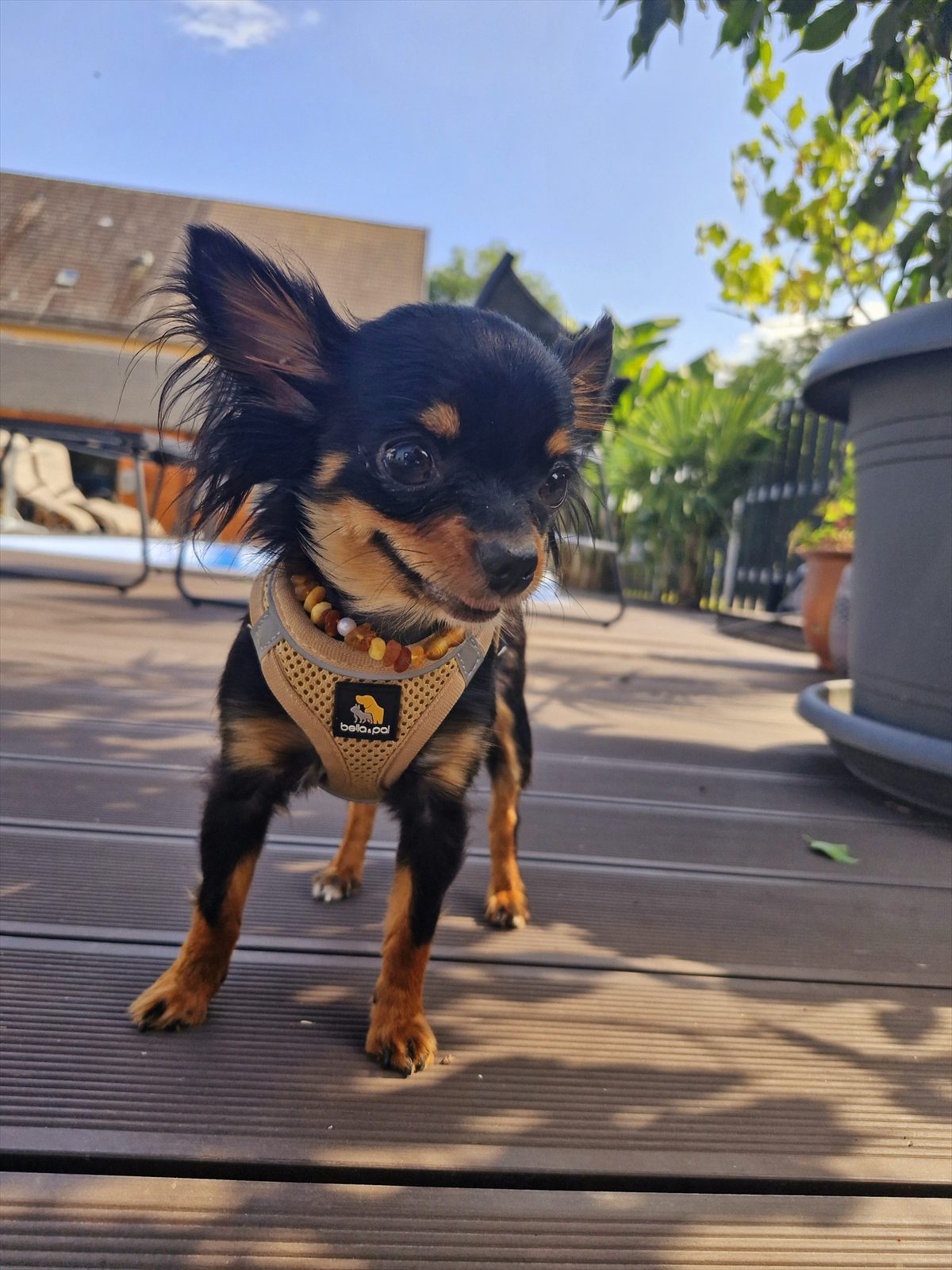 Hund Tiny auf der Terrasse am Pool des Apartmenthauses